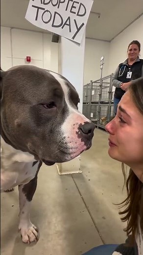 Shelter Dog Meets His New Family on Adoption Day