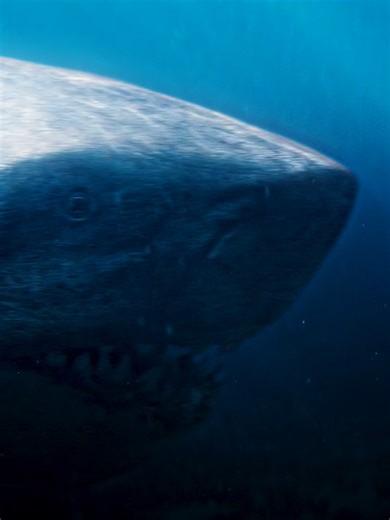 MOVIE|MATRIX (@moviematrix7) - NET-FLix AMA-ZON !PTV PKG Avail-able!✅🔰♥️