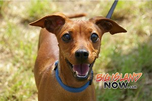 Fourth of July Pet Safety Tips | Big Island Now