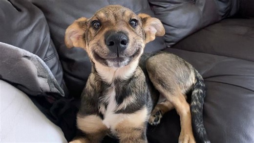 Most polite dog you will ever see acts perfectly