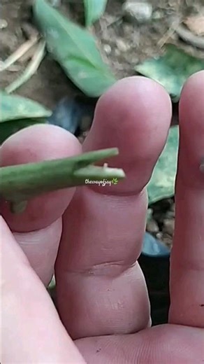 Saddle grafting mango and plant care technique, Ep 131