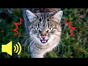 What does an Angry Cat sound like? - Animal Sounds