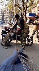 107K views · 500 reactions | People are trying to catch an aggressive leopard Created by AI #leopardattack #rescue #viralvideo #wildanimals | Lifeline Tails | Facebook