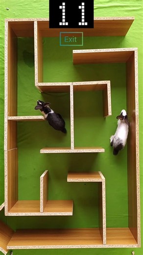 White vs Black Rabbit Maze Challenge 🏁🐰 #rabbit #shorts