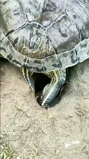 Watch a Turtle Lay Eggs in Slow Motion