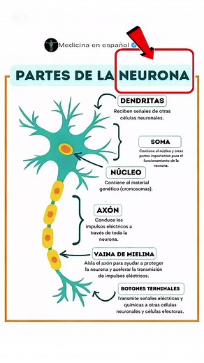La Neurona: Celular del Sistema Nervioso y su Función