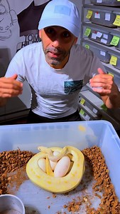 La génétique des Python 🐍 Regius est vraiment impressionnante 😳🙌🏽 #animal #ballpython #animaux #pythonregius #reptiles | Sabri Regius Morphs