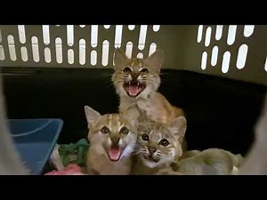 Bobcat Kittens' Cutest Moments