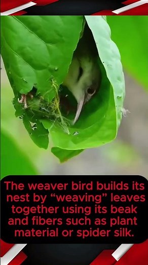 Sewing birds make their nests