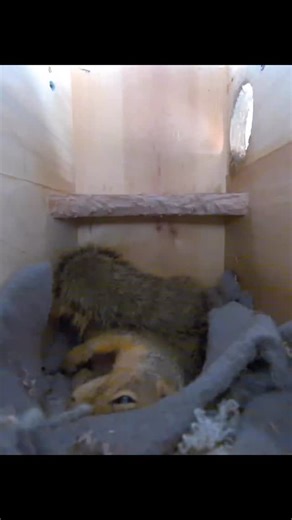 Squirrel Boxes on Instagram: "Emma said don’t mess with my nap time today! #squirrel #squirrels #squirrellove #squirrellife #squirrelsafeheaven #squirrelwhisperer #squirrellover #squirrelsquad #squirrell #squirrelfriend #squirrelfriends #aquirrellove #squirrelphotography #squirrelwatching #squirrelhouses #squirrelpeace #squirrelmaster #squirrelhome #squirreloftheday #squirrelbox #squirrelboxing #squirrelcamera"