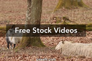 Two Animals Videos, Download The BEST Free 4k Stock Video Footage & Two Animals HD Video Clips