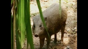 Pygmy Hogs Back In The Wild