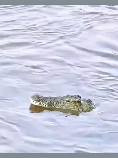 Crocodile Attacks: Understanding Wild Animal Behavior