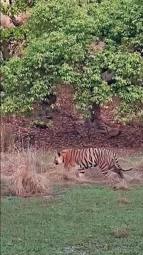 Jungle Safari India 🐘| Wild Animals Close Up Experience|Bandhavgarh Tiger Reserve|wildlife sanctuary