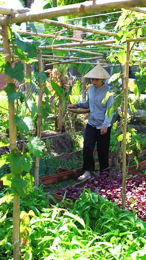 Hành trình làm vườn rau xanh tốt như vầy dễ hay khó, bữa nay mọi người cùng thử làm với Út nghen #master2023bytiktok #learnontiktok #ancungtiktok #utvevuon