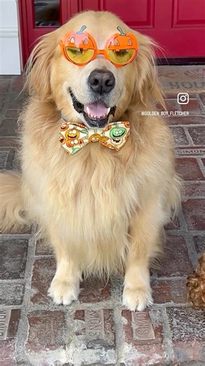 Fletcher makes bow ties look gourd! #wherewillyoutakeyourdog #sanddollardogco #goldenretriever #goldenretrieverlovers #bordercollie #goldenretrieversofinstagram #goldensofinstagram #dogloversofinstagram #retrieversofinstagram #goldenretrieverlovers #doglovers #dogsinbowties | The Sand Dollar Dog Company | Facebook