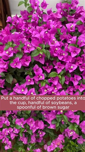 What to do when plants don't flower #gardening #gardentools #gardeningtools #tool #tools #gardeningmakemehappy #handtools #cooltools #satisfying #gardeners #gardeninspiration #gardening #trees #tree #treesofinstagram #treestreestrees #treestagram #gardeningtips | Daily Garden Life