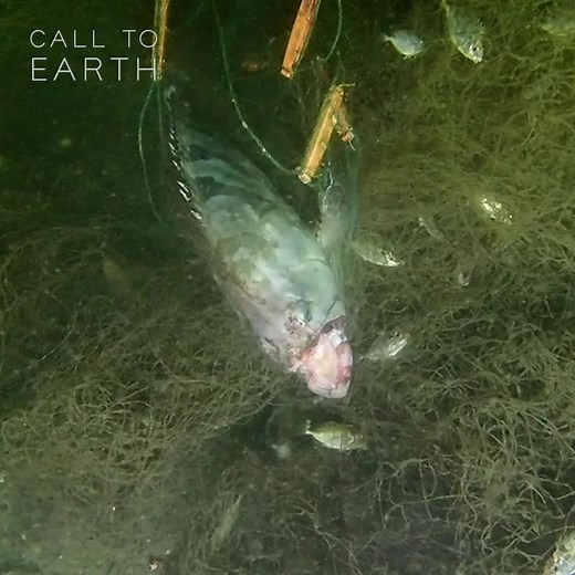 228K views · 1.5K reactions | 'Ghost nets' are lost or abandoned fishing tools that trap and kill sea creatures as they float in the ocean. This retired Hong Kong diver is on a mission to remove the abandoned nets, and stop them destroying the city's coastal environment: https://cnn.it/3D5bae9 #CallToEarth | CNN | Facebook