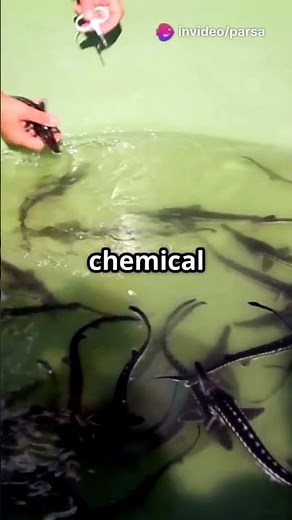 Axolotls Glow: The Secret to Limb Regeneration!