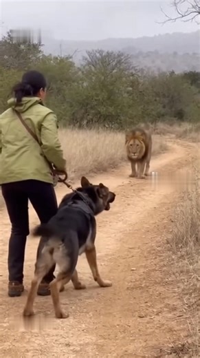 14M views · 162K reactions | Tiger Tries to Attack Woman But Dog Saves Woman! Boo boo boo #TigerAttack #CaughtOnCam #CCTVFootage #WildlifeCloseCall #ViralShorts | Ai Fun | Facebook
