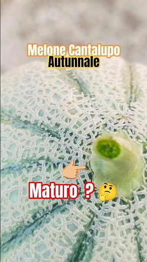 here is the #cantaloupemelon #autumn #fruit