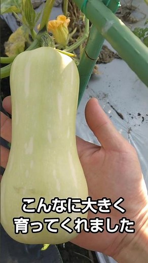【美容美肌効果】簡単に栽培できるバターナッツカボチャ【育て方】 Easy to Cultivate Butternut Squash [How to Grow] #かぼちゃ #美容 #美肌