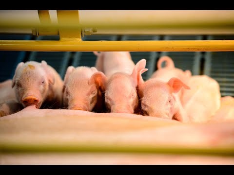 Nebraska State Fair Birthing Pavilion Livestream ('24)