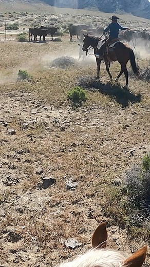 200K views · 3.4K reactions | Well that got sideways fast! #ranchlife | 3:10 Ranch Life | Facebook