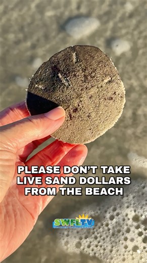 Please don’t take live sand dollars from the beach. This is a common keyhole sand dollar with its five distinctive holes. These flat, disc-shaped echinoderms are often found along sandy shores, and the distinctive five-petaled pattern is the animal’s internal structure showing through its exoskeleton, called a test. | Southwest Florida Television
