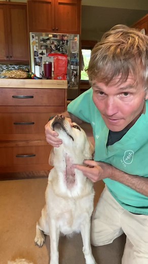 Naturally treating Pippi’s Hot Spot! #doghotspots #doghotspot #dogallergies #dogskin #dogallergy #dogallergyrelief #propolis