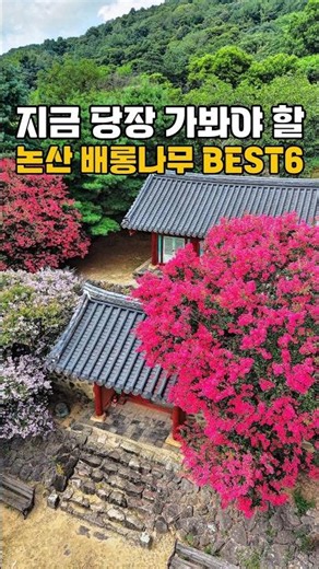 지금 당장 가봐야 할 논산 배롱나무 BEST6 /8월 국내여행지 추천 /논산여행 /충남 여행지 추천 /여름여행지 #배롱나무 #논산가볼만한곳 #국내여행추천