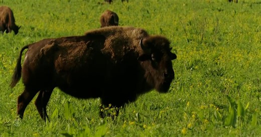 Inside restored grasslands with a bison herd 2 hours west of Chicago