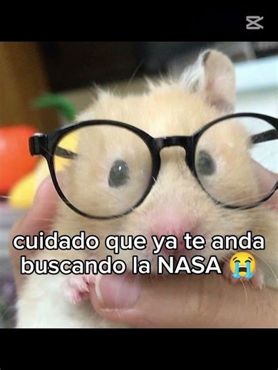 #hamster::eres un alien enana👽#humour#humor#memes#edit#random#factos#enlafactoria#enana#alien#nasa