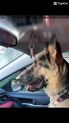 So beautiful, Max, as always #beautifuldog #beautiful #puppylove #germanshepherd #foryoupage
