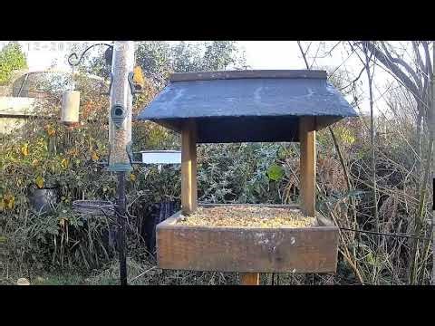 Live Bird Table Camera Cornwall UK