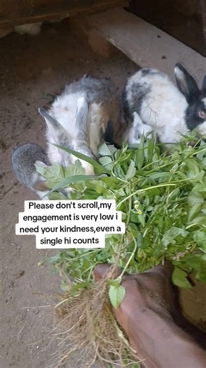 Be kind today please. #rabbitcenter #grassfeed #rabbitsoftiktok #bunnylove #bunnycare #handfeed #geraçãotiktok #trend