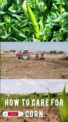 How To Care For Maize