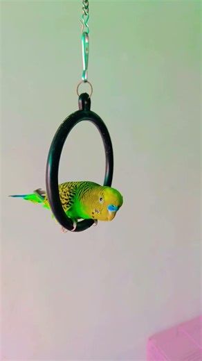 ❤️🦜 #talkingparrot #parrotlover #parot #shortsfeed #trendingvideo #shortsviral #parrots #cute#budgie