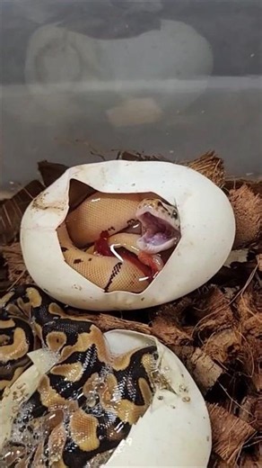 Baby Ball Python Adjusts Jaw While In The Egg #snake #ballpython