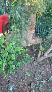 This is How Knowledge and Know How Come together : Mike called and said he had a Python on the property. Ishmael the Curator at Madison Square went out and calmly and professionally moved the Snake. Well done Ishmael. This is how its done , no fuss .Thanks Mike for the call. #snakerelocationgaborone #madisonsquarereptilefacility #snakeslivesmatter | Snake Relocation Gaborone