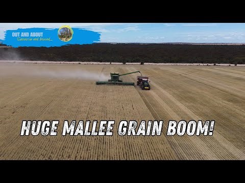 From Paddock to Silo: Grain Harvest with a Mallee Farmer 2025