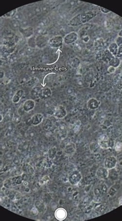 A Stunning Close-Up Look at Microscopic Life