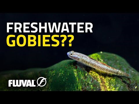 FISHKEEPING'S BEST-KEPT SECRET | Freshwater Gobies 101