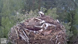 🦅🦅🦅 Seit fünf Jahren kann man Fischadler in der Oberpfalz live bei Youtube beobachten. Die Natur liefert teils auch brutale Szenen. Mehr lest Ihr hier: https://www.br.de/nachrichten/,SY57q4Z | BR24