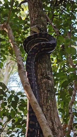 😯The Carpet Python Climbing on the Tree