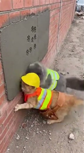 Cat Construction Chaos 😹🧱🐾