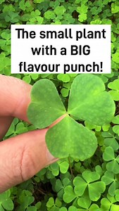 Wood Sorrel is a consistent favourite on those courses where we find it, probably because it has a surprisingly pleasant punchy flavour for such a small plant. The flavour is somewhere between lemon and apple peel, and makes the plant a great addition to salads, certain desserts, any recipe that requires lemon juice as a lemon juice substitute, and it even makes a good soup! Found in damp and shady areas of established woodlands, it’s available most of the year but is at its biggest and best in 