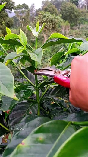 Trik Memunculkan 2 Tunas Baru dalam Kopi