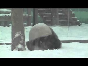 Cute pandas doing roly polys in the snow