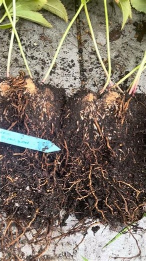 Propagating hellebores from division - 4th of October 2025 🇬🇧 #hellebores #propagation #gardening